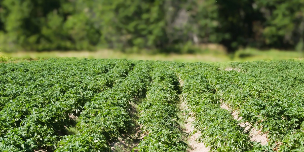Sandringham potatoes