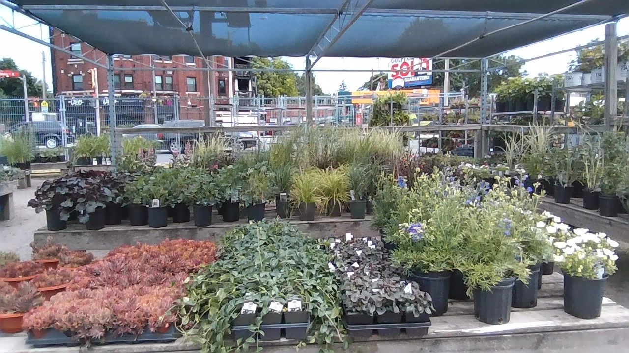 Main and Ottawa Flowers