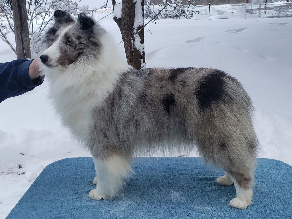 M&M's Foxy Blues, "Roxy"