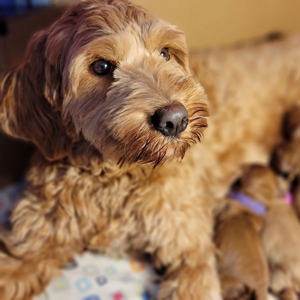 Close-up of a fluffy brown dog with puppies.