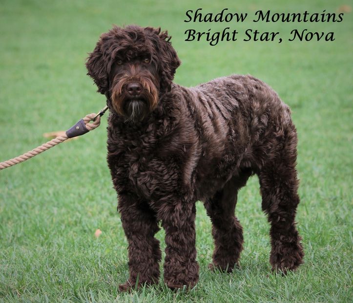 Chocolate Australian labradoodle, medium female standing in the grass. Soft coat, and dark color.
