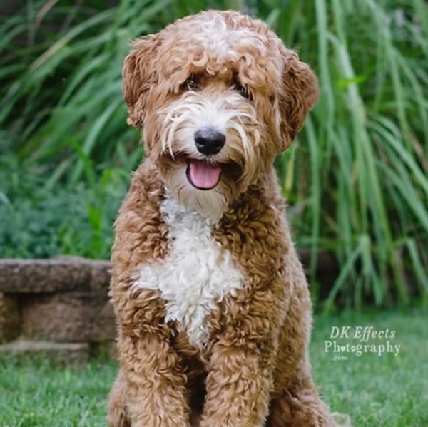 Cute curly brown and white dog sitting outdoors.