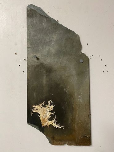 'Full and Empty"
mycelium on slate
16.5" x 7.25" / 42cm x 19cm
2021 