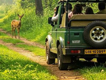 Tourists on a safari jeep spotting a deer on a forest trail.