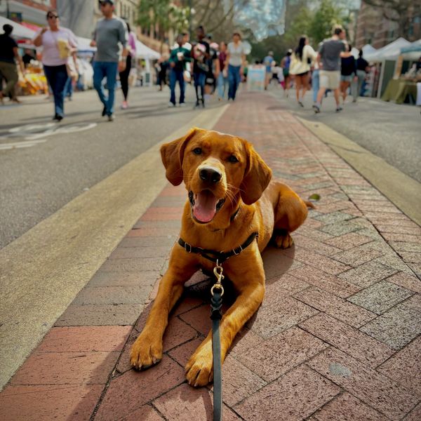 Happy brown dog lying on a brick pathway in a busy outdoor market.
