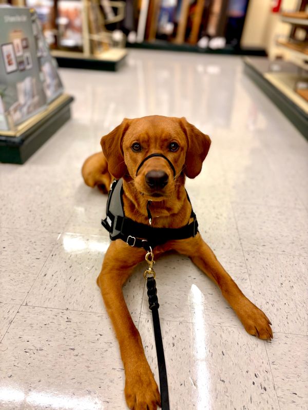 Brown dog with a harness lying on a shiny floor indoors.