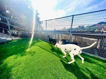 Astro turf grass installed at Vineyard Dog Kennel in Paso Robles!