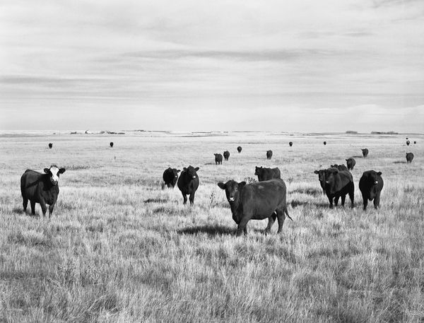 Black and white medium format Prairie landscape by Canadian film photographer Chad Coombs.