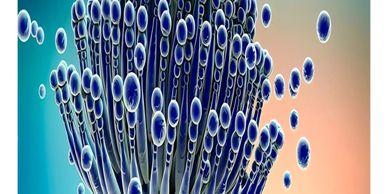 Mold odors can be destroyed with Odor Guard.