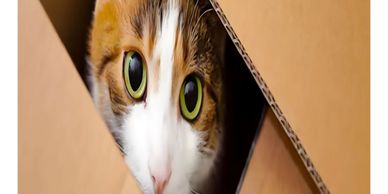 Pet odor control in Springfield, MO.