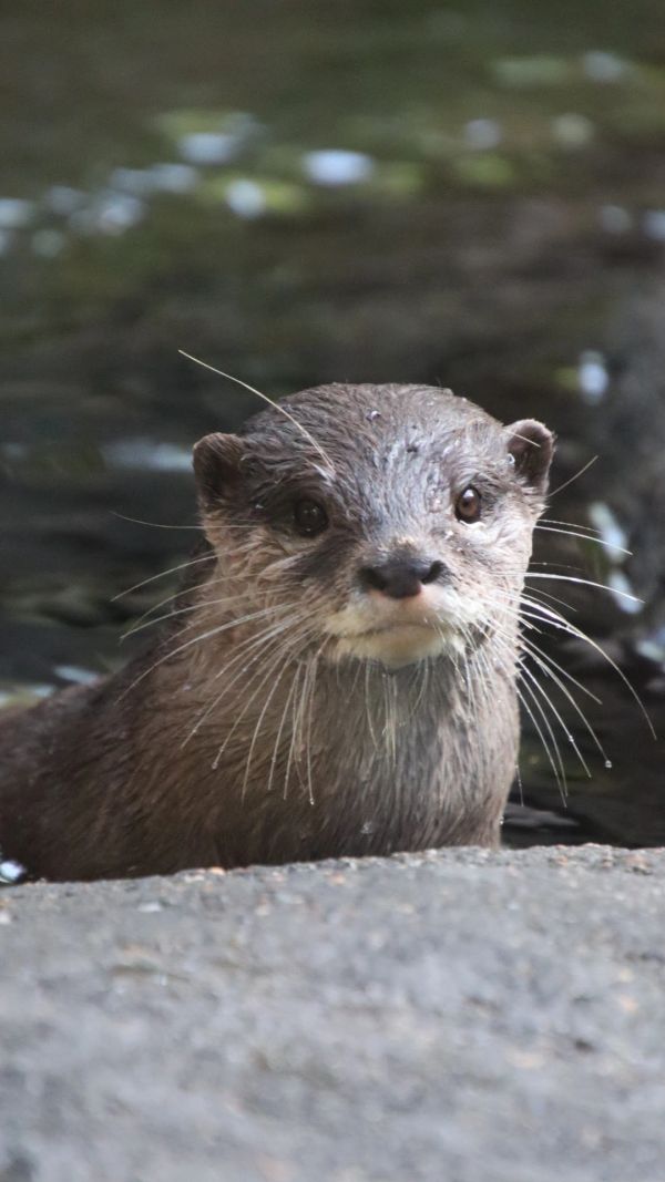 Close-up of a wet otter peeking out of the water with curious eyes.