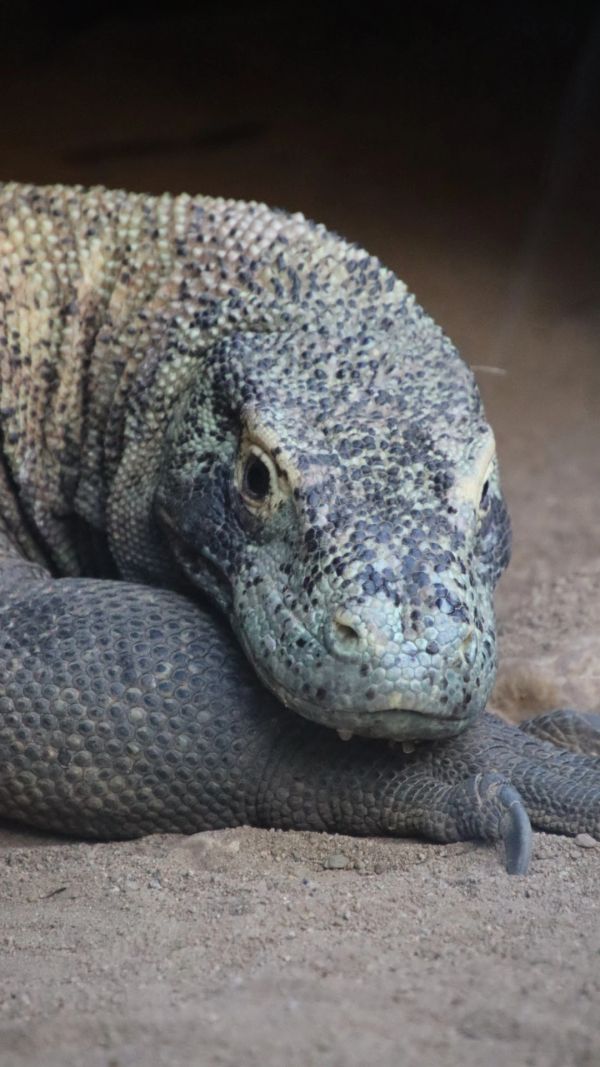Close-up of a Komodo dragon resting on sandy ground.