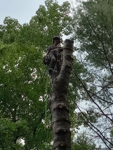 Arborist Nick Flagg, Tree Removal in Maine.