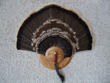 Turkey Tail Fan Mount