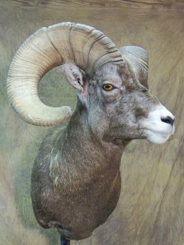 Bighorn Sheep Shoulder Mount