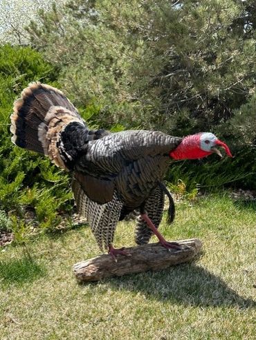 Gobbling Turkey