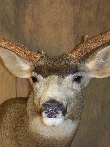 Mule Deer Buck