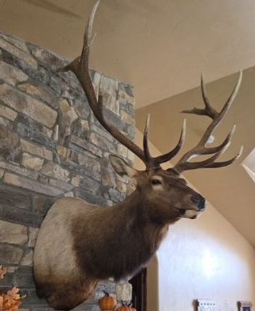 Bull Elk Shoulder Mount