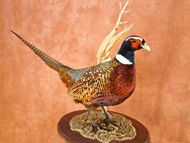 Standing ring-necked pheasant mount