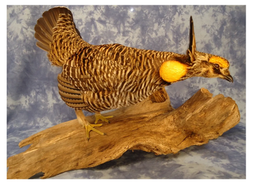 Drumming Prairie Chicken