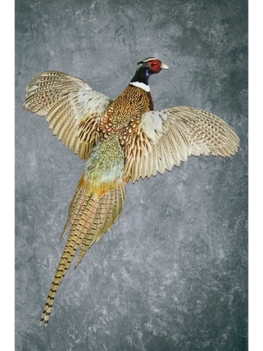 Flushing Ring-necked pheasant