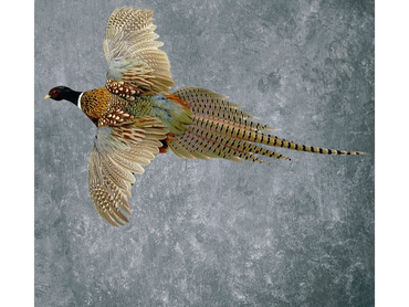 Flying Ring-necked pheasant
