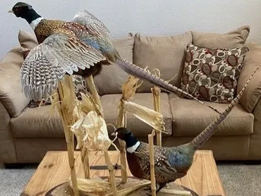 Pheasants with base and habitat mount