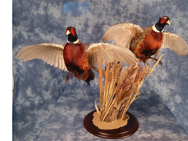 Pheasants flushing with habitat and base