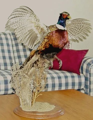 Flushing Ring-necked pheasant mount with habitat and base