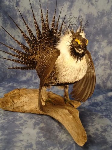 Drumming Sage grouse