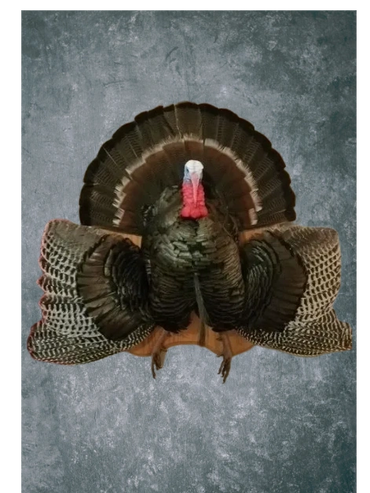 Shoulder Turkey Mount