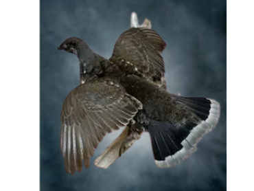 Dusky Grouse