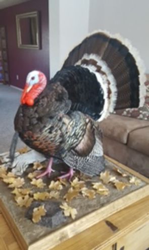 Strutting turkey mount with habitat and base