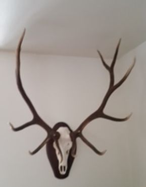 European elk mount