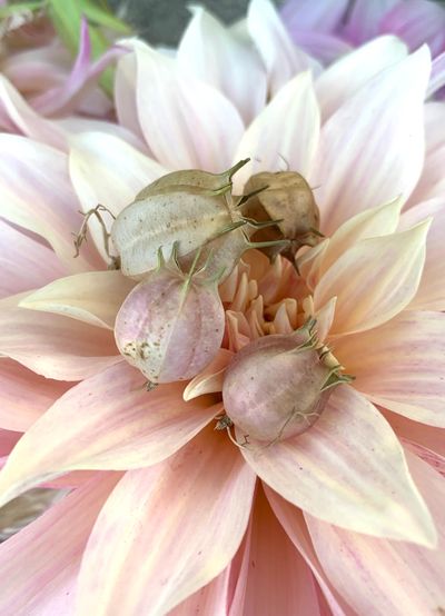 Nigella pods rest on a dahlia