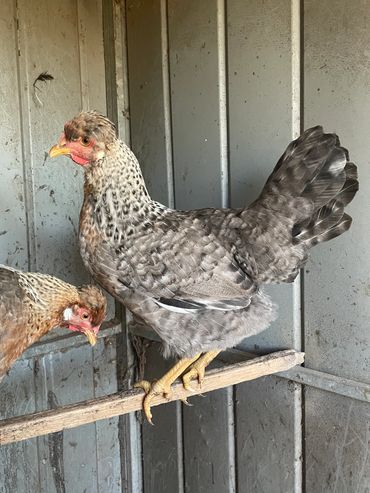 Cream Legbar pullet