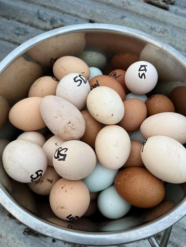 Fertile eggs for our incubators