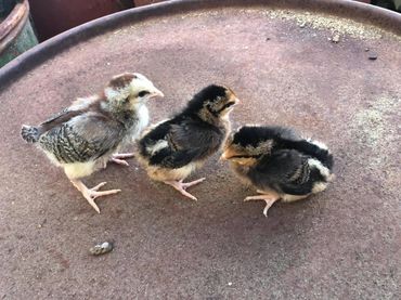 Dorking chicks