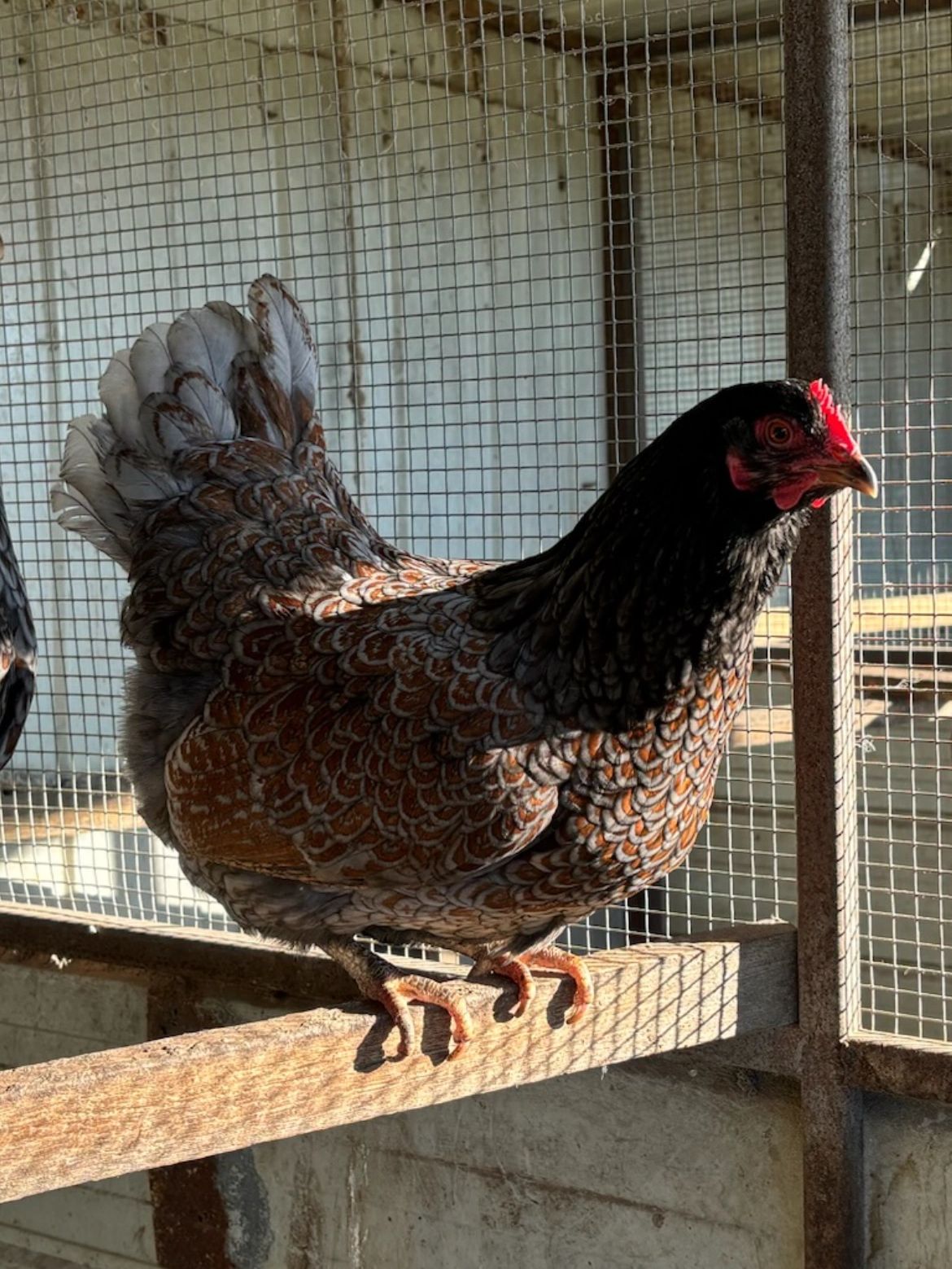 Blue Double Laced