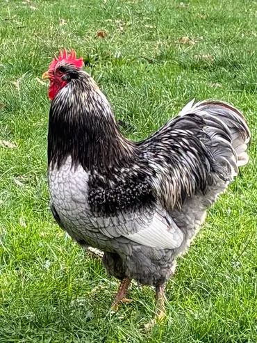 Blue silver double laced cockerel