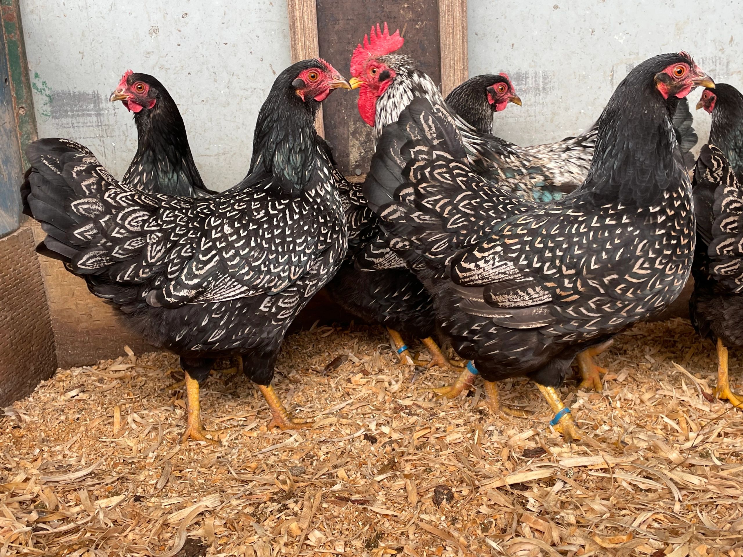 Silver Double Laced Bantam