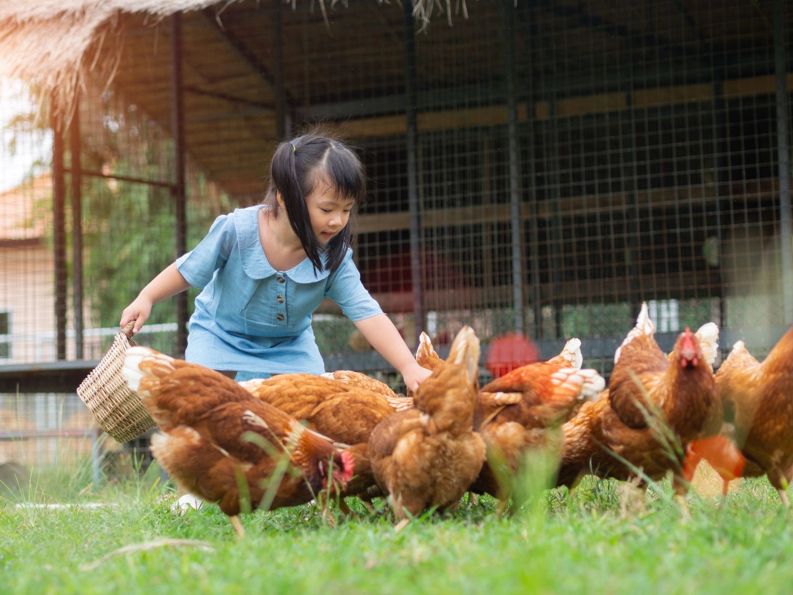 healthy chicken in a farm