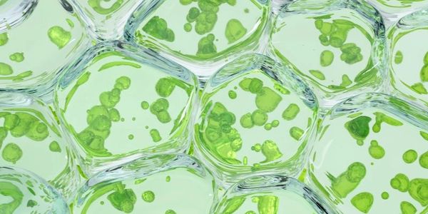 green algae, microalgae, green cells