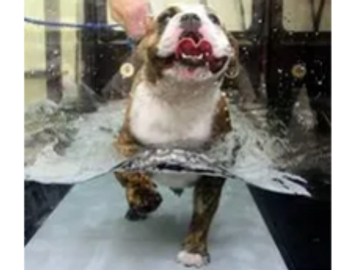 Underwater Treadmill