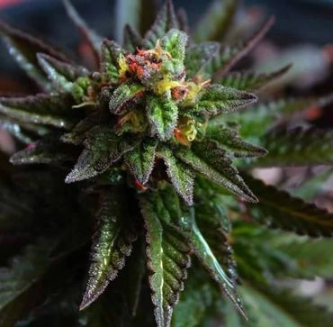 Close-up of a cannabis bud covered in trichomes and vibrant pistils.