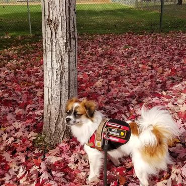A small dog in a working dog vest stands among red autumn leaves near a tree.
