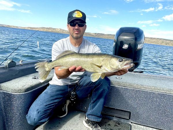 Walleye