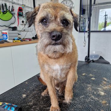 A small dog sitting on a grooming table covered in trimmed fur.