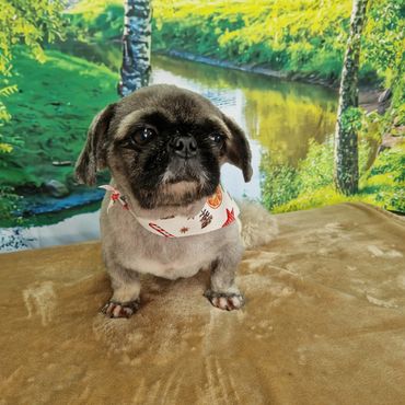 Small dog with a festive bandana sitting on a blanket with a nature backdrop.