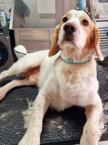 A white and brown dog with a blue collar lying on a grooming table.